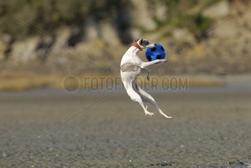 Female Arabian Greyhound playing with a ball on the coast