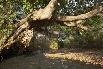 River in the Meru National Park Kenya