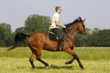 Horse Français de selle with his rider Alsace France