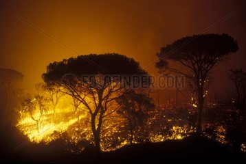 Incendie de forêt dans le Massif d'Esterel Provence France