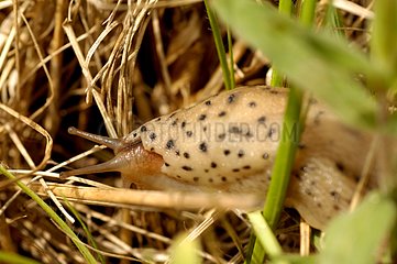 Portrait of a Leopard Slug Vaucluse France