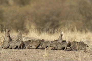 Banded Mongooses MasaÏ Mara Kenya