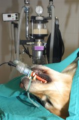 Gas anaesthesia of a Dog for surgery France