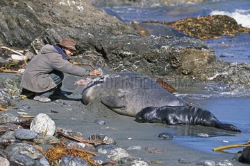 Biologiste marquant une éléphante de mer du nord femelle