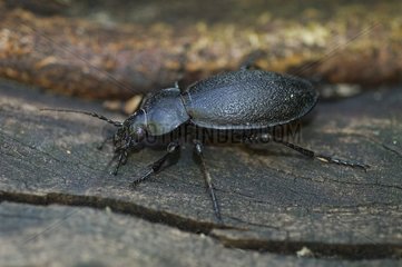 Schwarzer gemahlener Käfer Frankreich