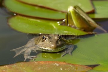 Grüner Frosch posierte auf einem Blatt Wasserlily [at]