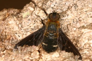 Anthrax Bee-fly Midi-Pyrénées France