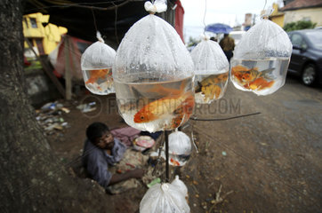 Negombo  selling goldfish