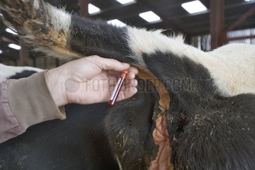 Veterinarian making a blood sampling on a Cow France