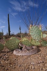 Western Diamond-backed Rattlesnake in the desert