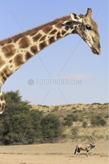 Giraffe and Gemsbok Kgalagadi National Park Kalahari Desert