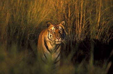 Tigre du Bengale PN Bandhavgarh Inde