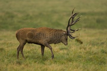 Deer Préhe mit einem Büschel Kräuter in seinem Dänemark -Wald
