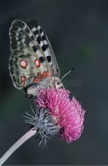 Butterfly Apollo gathering nectar of flower Spain