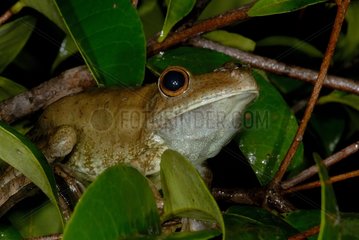 Gladiator tree frog male on branch French Guiana