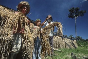 Brazil. Agriculture - sustainable practices. Family work. Rice.