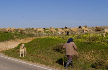 Woman sheep herder with her sheep dog outside of Vila de Bispo in the Southern Algarve in Portugal