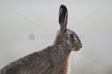 Portrait of European Hare profile Vosges France