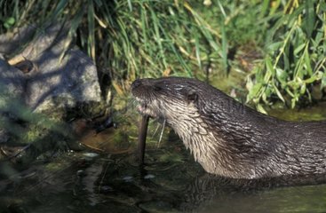 Europäischer Otter im Elsass Frankreich Wasser