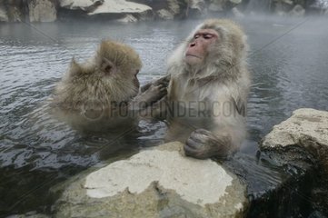 Japanische Makaken baden in einer heißen Quelle und Pflege