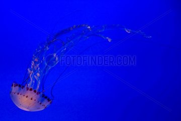 Jellyfish Monterey Bay Aquarium California USA