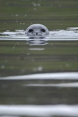 Gray seal swimming Iceland