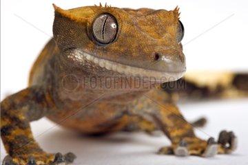 Portrait of a Crested Gecko