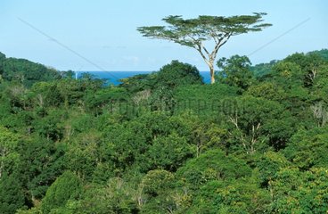 Canopy of the Atlantic forest in Brazil