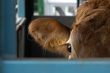 Cow of race limousine in a livestock van France