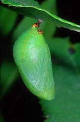 Zweitägen-Pascha-Schmetterlings-Chrysalis  die an einem Blatt aufgehängt sind