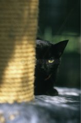 PortrÃ¤t einer schwarzen Katze  die hinter einem schlafenden Korb versteckt ist
