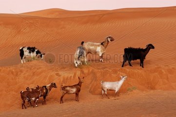 Chèvres paturant dans le désert Emirats Arabes Unis