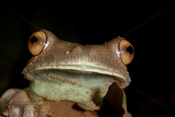 Porträt von Gladiator Tree Frog French Guayana