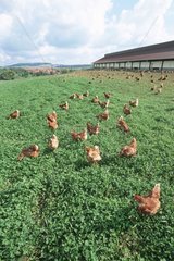 Hühner in Freiheit auf Graskurs legen