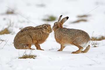 Two European hares face to face in the snow Great Britain