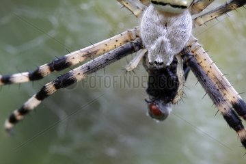 Wasp spider on its web wraps up a fly France