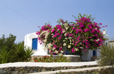 Beautiful white buildings and flowers in beautiful island of Mykonos Greece