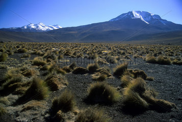 Vegetation. Ice on the top of the mountains. Atacama Desert  Chile  South America.