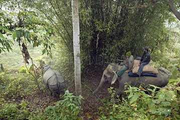 Observation of an Indian Rhinoceros mutilated by poachers
