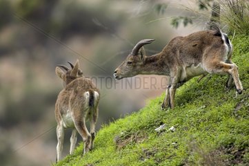 Junger spanischer Ibex
