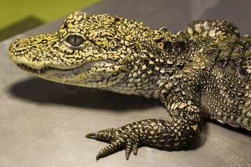 Close-up of a young Chinese Alligator Drôme France