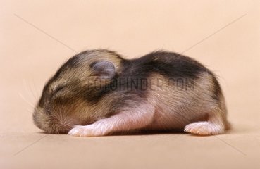 Jeune Hamster de Russie en studio