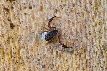 Pseudoscorpion with its small abdomen in France