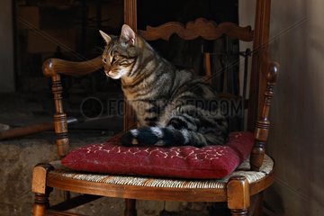 Male cat sitted on a chair in a living room France