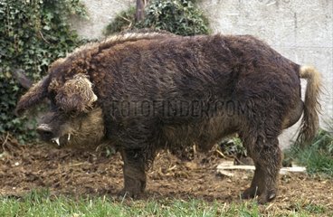 Mangalitsa Curly-hair hog France