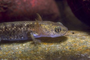 Larve des gesprenkelten Salamanders in einen Stein unter Wasser