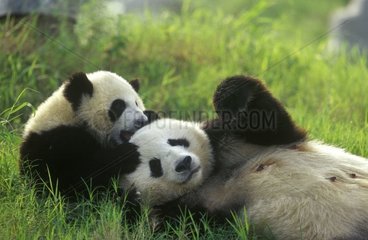 Jeune Grand panda jouant avec sa mère Sichuan Chine