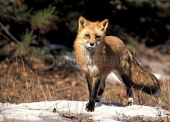 Red fox going on melting snow the USA