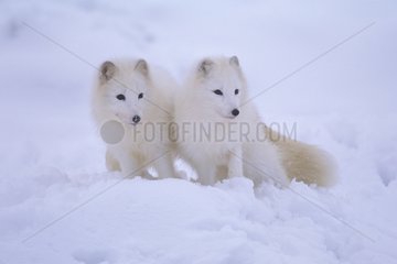 Zwei polare Füchse in ihrem arktischen Winterpelage