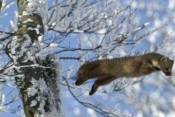EuropÃ¤ische Kiefernmarder springen aus einem Baumdeutschland
